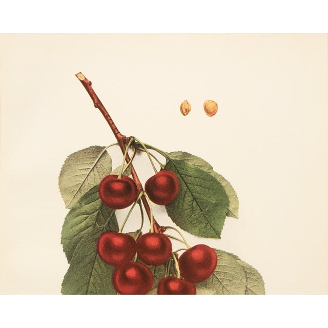 Farmhouse 1900s U. P. Hedrick, Original Antique Photogravure of Montmorency Cherries For Sale - Image 3 of 7