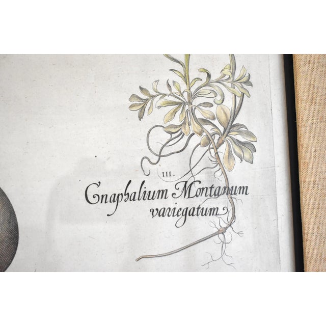 Basilius Besler Botanical Engravings - a Pair For Sale - Image 12 of 13