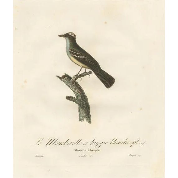 Vieillot / Langlois, White-Crested Flycatcher, Print For Sale