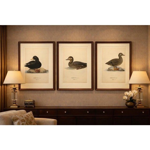 Antique Scandinavian Bird Lithographs – Velvet Scoter Ducks, Svenska Fåglar 1929 This elegant set of three Scandinavian...