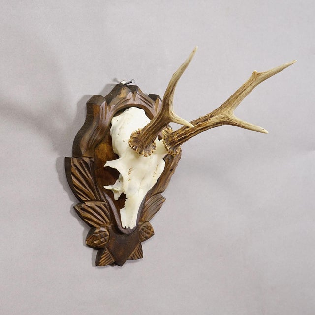 Black Forest Vintage Roe Deer Trophy on Carved Plaque 1940s Item e8159 A vintage roe deer (Capreolus capreolus) trophy on...