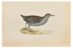 Alexander Francis Lydon, Baillon's Crake, Woodcut Print, 1870