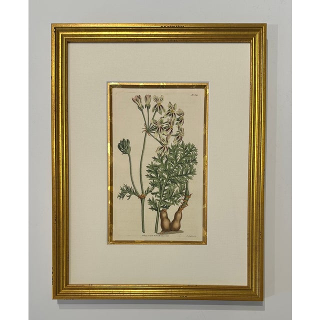 Set of 9 Original 1842 Curtis Botanical Prints in Ornate Gold-Leaf Gesso Matting – Framed For Sale - Image 12 of 15