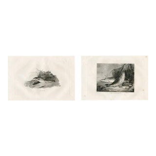 1840s, Trout and Perch Fish Prints, Pair, Original Antique Engravings, England For Sale