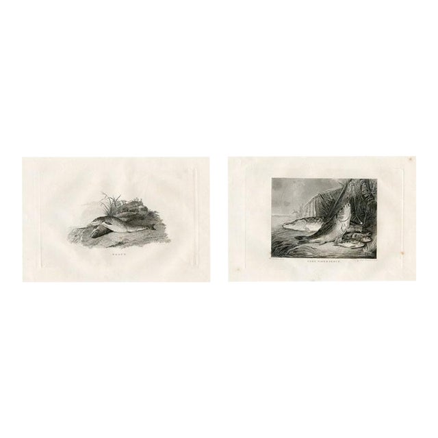 1840s, Trout and Perch Fish Prints, Pair, Original Antique Engravings, England For Sale