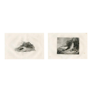 1840s, Trout and Perch Fish Prints, Pair, Original Antique Engravings, England