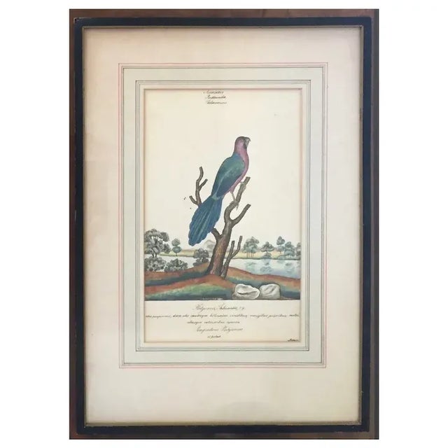 18th Century George III Ink & Watercolor Painting of a Pompadour Platycercus Bird by William Goodall, Framed For Sale - Image 9 of 9