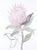 "Protea" Contemporary Original Botanical Watercolor Painting by Elizabeth Becker For Sale