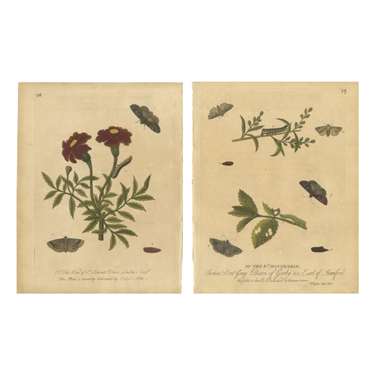 Albin, Entomology Plates of English Insects on Marigold & Willow, 1720, Engravings, Set of 2 For Sale