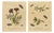 Albin, Entomology Plates of English Insects on Marigold & Willow, 1720, Engravings, Set of 2 For Sale