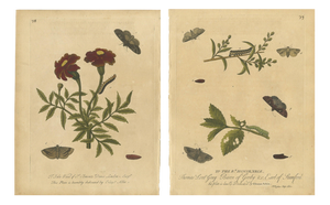 Albin, Entomology Plates of English Insects on Marigold & Willow, 1720, Engravings, Set of 2