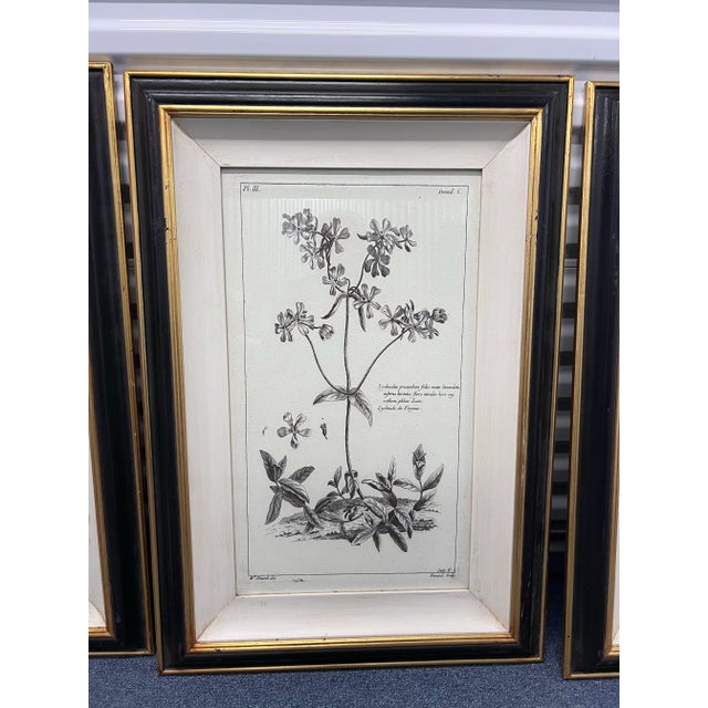Antique Botanical Framed Prints by Madame Pinard For Sale - Image 4 of 6
