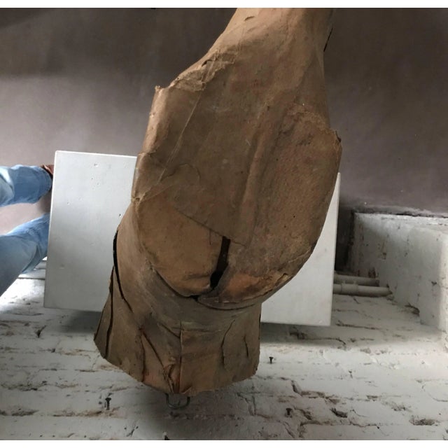 Early 20th Century Taxidermy Mold Horse Head For Sale In Chicago - Image 6 of 11