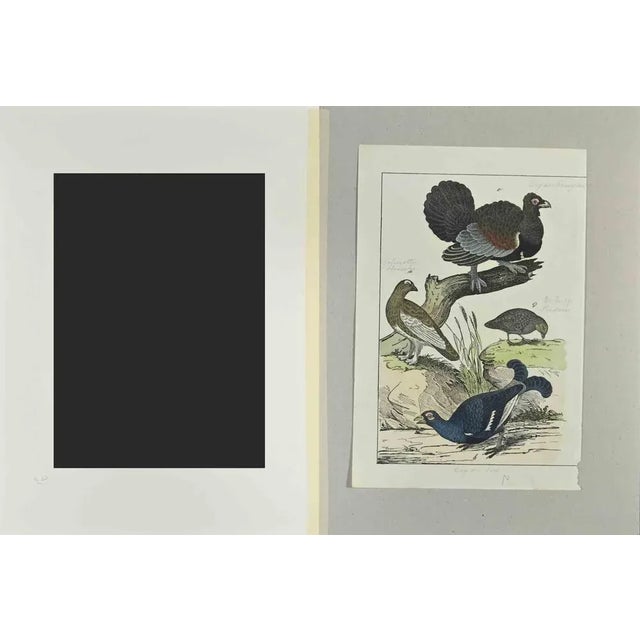 Wood Rooster is an Etching hand colored realized by Gotthilf Heinrich von Schubert - Johann Friedrich Naumann,...