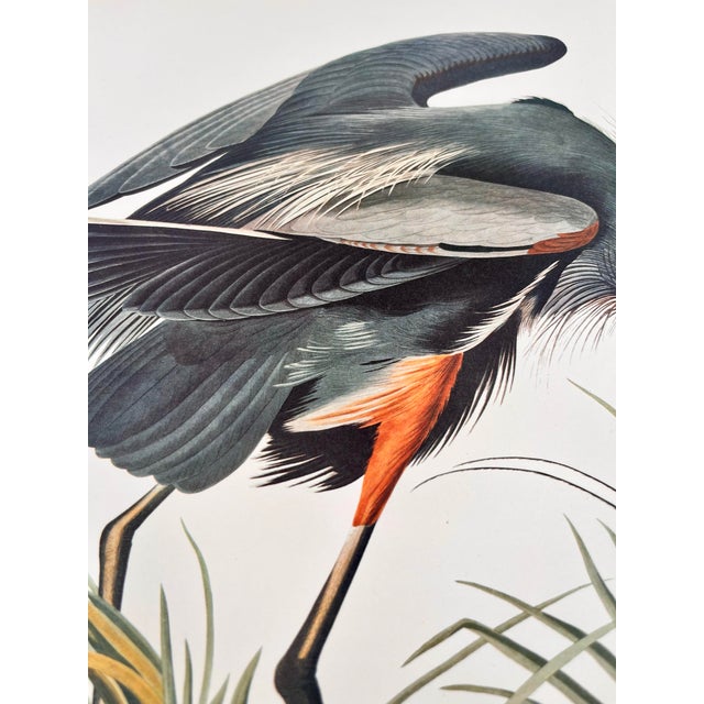 Paper 1964 Audubon Folio Lithograph Great Bird Paintings – “Great Blue Heron” 17x14 For Sale - Image 7 of 7