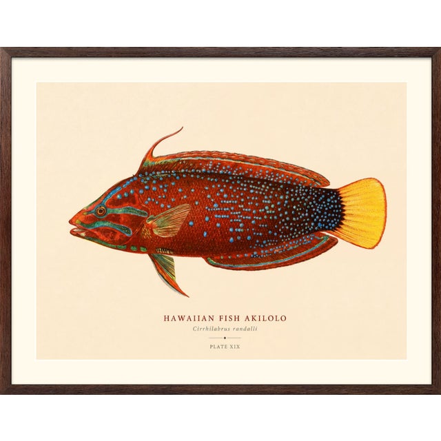 Paper Atelier Aria Lumae Albert Baldwin 1903 Hawaiian Fish Natural History Gallery Board Set For Sale - Image 7 of 12