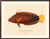 Paper Atelier Aria Lumae Albert Baldwin 1903 Hawaiian Fish Natural History Gallery Board Set For Sale - Image 7 of 12