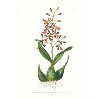 Large 1973 Orchid Flower Lithograph "Epidendrum Macrochilum" (Broad-Lipped Epidendrum) After James Bateman For Sale