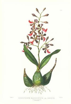 Large 1973 Orchid Flower Lithograph "Epidendrum Macrochilum" (Broad-Lipped Epidendrum) After James Bateman