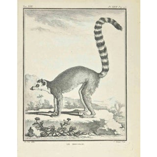 Jean Charles Baquoy, Le Mococo, Etching, 1771 For Sale