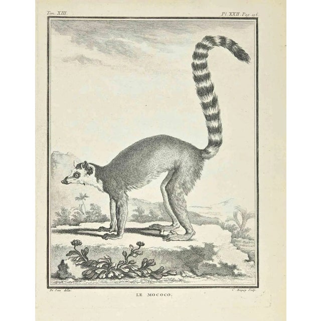 Jean Charles Baquoy, Le Mococo, Etching, 1771 For Sale