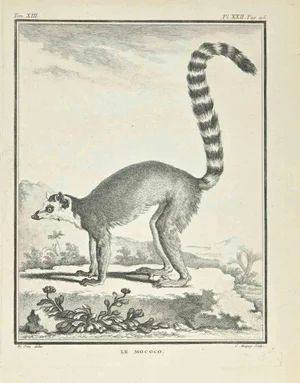 Jean Charles Baquoy, Le Mococo, Etching, 1771