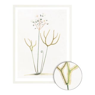Celerie Kemble Curated Australian Botanical IX (40x60) in White Frame For Sale