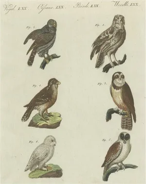 Friedrich Johann Bertuch, Various Owls, Paper