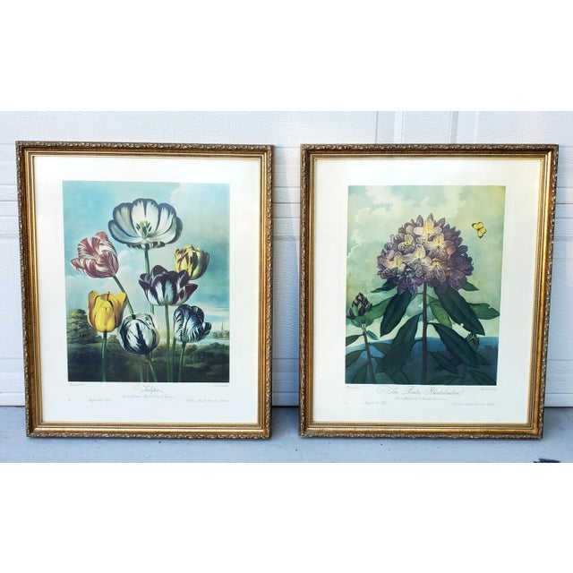 Vintage Set of Two Dr Robert John Thornton Botanical Prints, the Tulips & the Pontic Rhododendron For Sale In San Diego - Image 6 of 12
