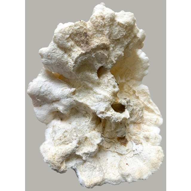 Large Natural Ruffled Foliose Coral Skeleton Specimen 12" Coastal Decor For Sale In Dallas - Image 6 of 6