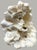 Large Natural Ruffled Foliose Coral Skeleton Specimen 12" Coastal Decor For Sale In Dallas - Image 6 of 6