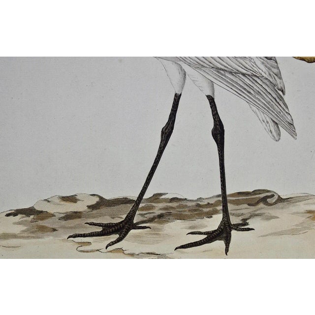 18th Century Spoonbill "Platalea Leucorodia": An 18th Century Hand-Colored Engraving by Cornelis Nozeman and Jan Christiaan Sepp, 1789 For Sale - Image 5 of 7