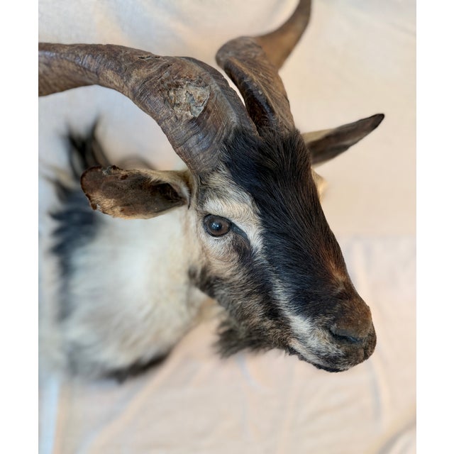 1990s Black Catalina Goat Taxidermy Shoulder Mount For Sale - Image 5 of 9