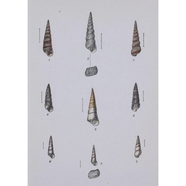 19th Century Antique Hand Colored English Shell Print by John Jeffreys 1869 For Sale - Image 4 of 6