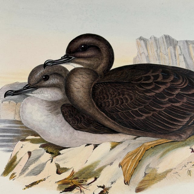 Rare Gould Pattern Gallery, 19th Century Hand-Colored Lithographs From John Gould’s Birds of Australia | Custom Mat Selection - Set of 6 For Sale - Image 18 of 18
