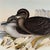 Rare Gould Pattern Gallery, 19th Century Hand-Colored Lithographs From John Gould’s Birds of Australia | Custom Mat Selection - Set of 6 For Sale - Image 18 of 18