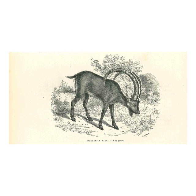 Paul Gervais, The Goat, 1854, Lithograph For Sale