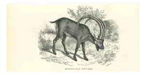 Paul Gervais, The Goat, 1854, Lithograph