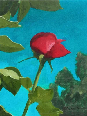 Blooming Red Rose Bud
