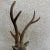 Vintage 1980s Brass Deer For Sale - Image 4 of 6