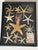 Gorgeous sea star collection in a shadow box frame- Greetings from Florida.