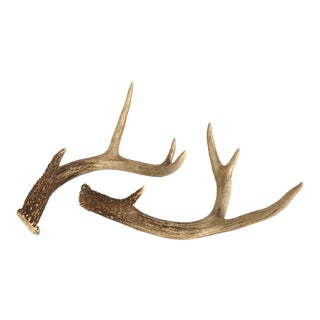 4 Point Deer Antlers - a Pair For Sale
