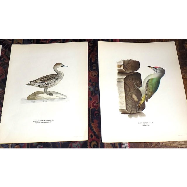 Realism Antique 19th C. Large Folio Bird Lithographs - Set of 11 For Sale - Image 3 of 8
