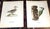 Realism Antique 19th C. Large Folio Bird Lithographs - Set of 11 For Sale - Image 3 of 8