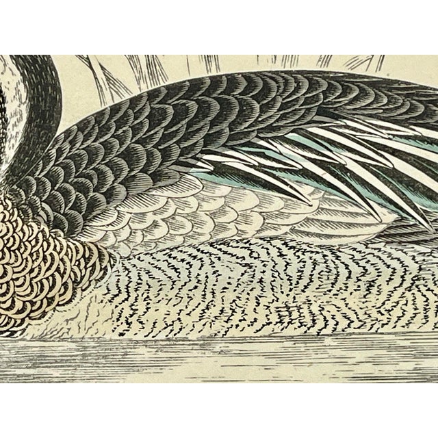 Antique Hand Tinted Bird Print From England Featuring a Brown & White Garganey - Circa 1888 For Sale In Dallas - Image 6 of 11