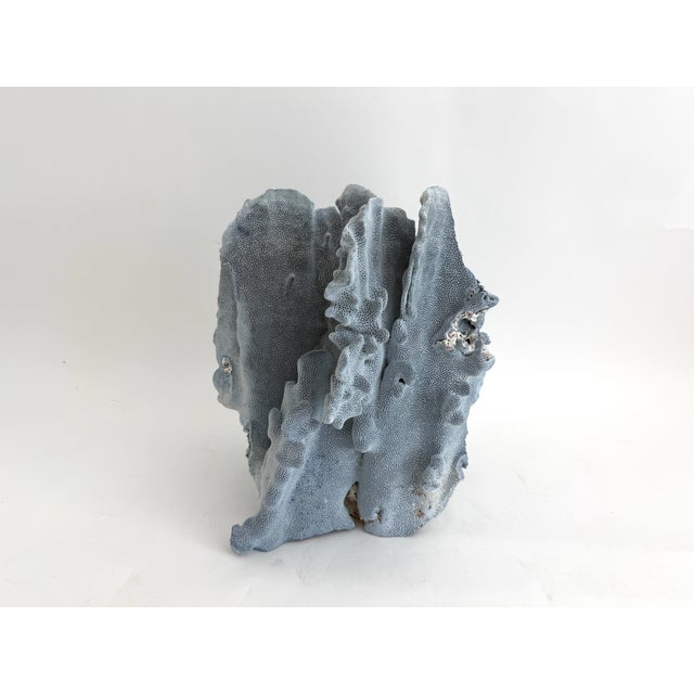 Stately natural Blue Coral specimen with cut and polished base to protect surfaces. Each piece is cleaned and trimmed from...