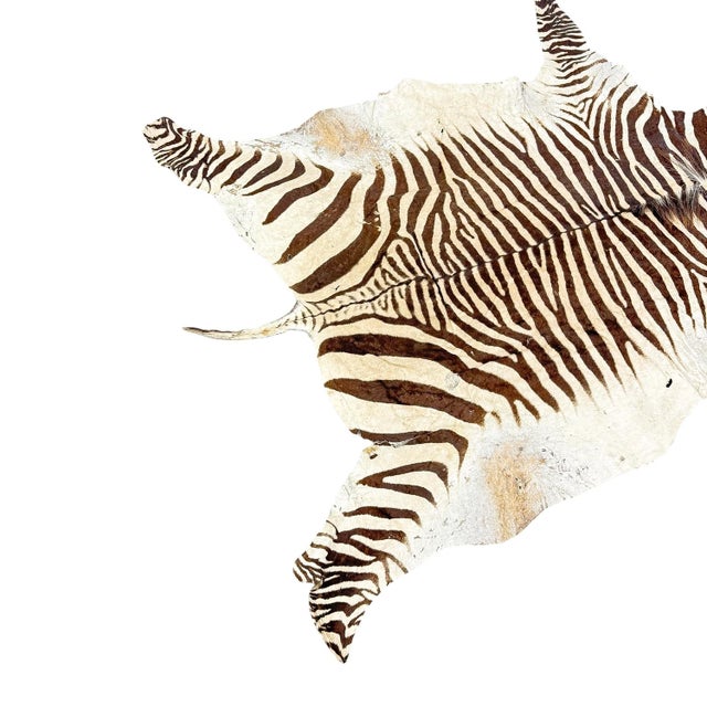 Vintage Zebra Hide Rug, 1950s, in Worn conditions. Designed 1950 to 1959