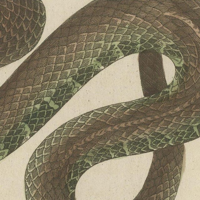 Bertuch, Two Snakes with Open Jaws, 1805, Print For Sale - Image 4 of 12