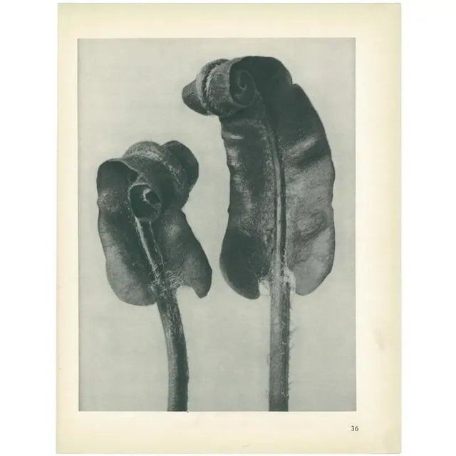 1920s 1928 Scolopendrium Vulgare, Original Period Photogravure N36 by Karl Blossfeldt For Sale - Image 5 of 6