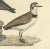 Prideaux John Selby, Plovers in Contrast, Age and Species, 1826, Engraving For Sale - Image 4 of 7